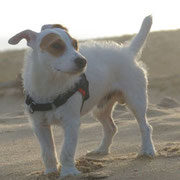 Jazz - 20180816 - M - Jack Russel - 2014 - Obéissance de base - Rem : agility, sociable et énergique
