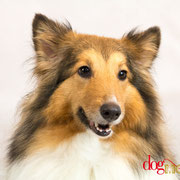 Heidi - Réf 100819 - Sheltie - F - Tournages & Photos - Rem : Agility