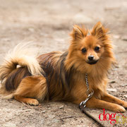 Indy - Réf 020410/16 - Spitz - F - Photos - 