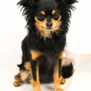 Kléa - Réf 100807 - Chihuahua - F - Tournage & Photos - Rem : Dog Dancing 