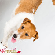 Haïko - Réf 270605 - Jack Russel - M - Tournage & Photos - Rem : Agility - Obérytmé - Cani-cross - Dog Survival - Fait le poirier - fait le mort, etc 