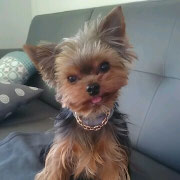 Paco - Réf 215080617 - Yorkshire toy  - M - 2015 - Rem : photos