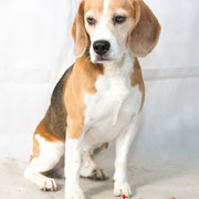 Garry - Réf 300827 - Beagle - M - Tournages & Photos - Base en obéissance