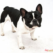 Sookie - Réf 240516 - Bouledogue Français - Tournage & Photos - Rem : Dogdance +++