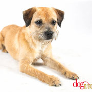 Kerry - Réf 200705 - Border terrier - M - Tournage & photos - Rem : Obéissance +++ - Trés réactif - GAGNANT Dog Model saison 1