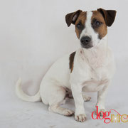 Sacha - Réf 140604 - Jack Russel - M - Tournage et Photos - Rem : Agility - Obéissance - Aboie - Roule - etc