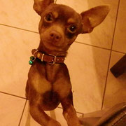 Chocolat - 52311016 - M - Pinscher nain - 05/2015 - Obéissance de base - Rem : 23cm au garrot pour 1kg650