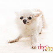 Fabi - Réf 270915 - Chihuahua - F - Tournage & Photo - Rem : habitué à porter des lunettes