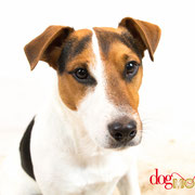 Aïko - Réf 100825 - Jack russel - M - Tournage & photos - Rem : Obéissance