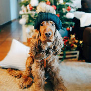 Gustave - Réf 180310317 - Cocker Anglais - M - 2013 - Obéissance de base - 