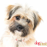 Mistinguette - Réf 260719 - Terrier - F - Tournage & photos - Rem : Obéissance - Agility - Clicker - Activité assistée par l'animal 