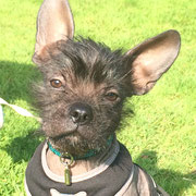 Hugo - Réf 140801/16 - M -  Bouledogue fr X chien chinois - 2016 - Tournages & Photos - Rem : obéissance + - Chiot très prometteur au physique particulier - Tricks