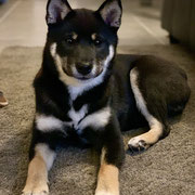 Plume - Shiba Inu