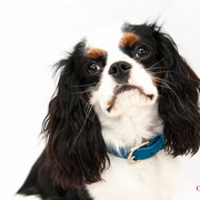Bailey - Réf 240526 - Cavalier King Charles - Tournages & Photos - Rem : Dogdance +++