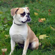 Baxter - réf : 178240317 - M - Boxer X bouledogue - Obéissance de base - Rem : donne la patte