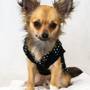 Bibi - Réf : 070819 - Chihuahua - M - Photos uniquement