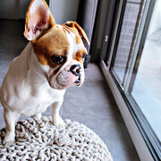 Moly - Réf 246100717 - F - Bouledogue français - 2016 - Obéissance de base - 