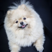 Bonnie - Spitz - Réf 135170217 - 2012 - Rem : calme - photogénique