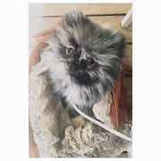 Mowgly - Réf 47211016 - Spitz nain - M - 10/2016 - Obéissance de base - Expo - done la patte, puis l'autre