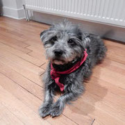 Ghizmo  - Ref 15070316 - M - X griffon - 2008 - Obéissance de base - Rem : rampe, marche sur pattes arrières, fait le beau et va chercher sa laide.