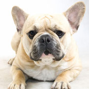 Monsieur - Réf 300803 - Bouledogue français - M - Tournage & Photos - 