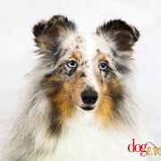 Blue - Réf 100803 - Berger Shetland - M - Tournages & Photos - Rem : Dogdance - Salut - Clicker 