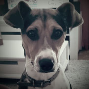 Lutin - Réf 86021216 - Ratier X jack russel - M - 07/2015 - 