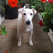 Tommy - Réf 159090317 - M -Jack Russel - 2014 - Obéissance avancée - Rem : Tricks