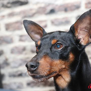 Hindy - Réf 237160617 - M - Pinscher nain - Obéissance de base -