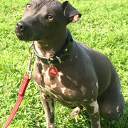 EM - Réf 140823/16 - F - Américan Hairless terrier - 2015 - Tournage & Photos - Obéissance : +++ - Agility, physique original 