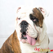 Mojo - Réf 300818 - Bouledogue anglais - M - Photos uniquement