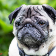 Joey - Réf : 250607/16 - M - Carlin - Tournage & photos - Rem : chien très très calme 