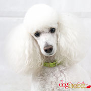 Hamlet - Réf 300808 - Caniche - F - Photos uniquement 