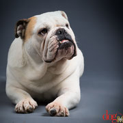 Woody - Réf 250603/16 - M - Bouledogue anglais - Tournages & photos - Rem : Obéissance +++ - Aboie sur commande, recule, une patte puis l'autre, ... 