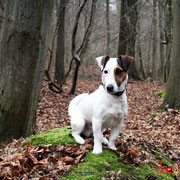 Clay - Réf 090108/16 - Jack Russel Terrier - M - Tournages & Photos - Rem : va en moto 