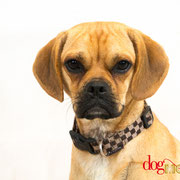 Maya - Réf 100817 - Puggle - F - Tournage & Photos 