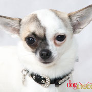 Holly - Réf 300816 - Chihuahua - F - Tournage & Photos 