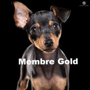 Olaf - Réf 138170217 - Pinscher - M - 2015 - Obéissance avancée - Rem : Tricks - Expérience