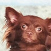 Choco - Ref 08090316 - M - Chihuahua - 2014 - Obéissance de base - Rem : donne la patte cherche et rapporte son jouet, joueur. 