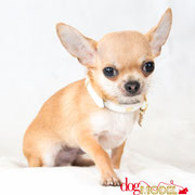 Piouiou - Réf 260709 - Chihuahua - M - Tournage & Photos - Rem : Apprentissage rapide
