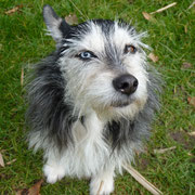 Zoé - Réf 176200317 - F - Yorkshire X Husky - Obéissance de base - Rem : yeux vairons