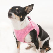 Héra - Réf 270917 -  Chihuahua - F - Tournage & Photos - Rem : donne la patte 