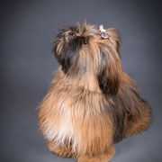 Gaelia - Réf 250606/16- F - Shit-Tzu - Tournage & photos - 