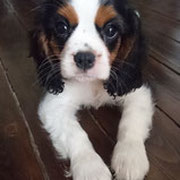 Tou't - Ref 21180816 - M - Cavalier king Charles - 03/2016 - Obéissance ++ - Rem : chiot très intelligent