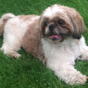 Frodo - Réf 140812/16 - M - Shit tzu - 2009 - Tournages & Photos - Obéissance : + Rem : - donne patte gauche, droite. 