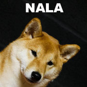 Nala - 