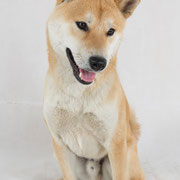 Hoshi - Réf 140605 - Shiba Inu - M - Tournage & photos - Rem : Obéissance - Tape dans la main 