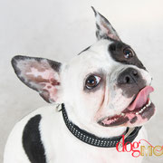 Keylia - Réf 140617 - Bouledogue français - F - Tournage uniquement - Rem : Obéissance - Stimuli par le jeu et la nourriture