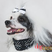 Kilou - Réf 140619 - Caniche - M - Tournage & Photos - Rem : Expo - Sur 2 pattes 