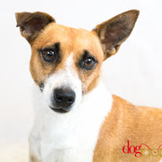 Iris - Réf 100818 - Jack russel - F - Tournage & photos - Rem : nage